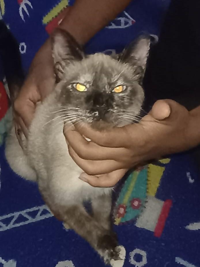 Mavi, gata de porte pequeno para adoção em Juiz de Fora - MG — foto 2 de 5