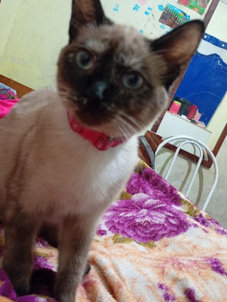 Mavi, gata de porte pequeno para adoção em Juiz de Fora - MG — foto 4 de 5