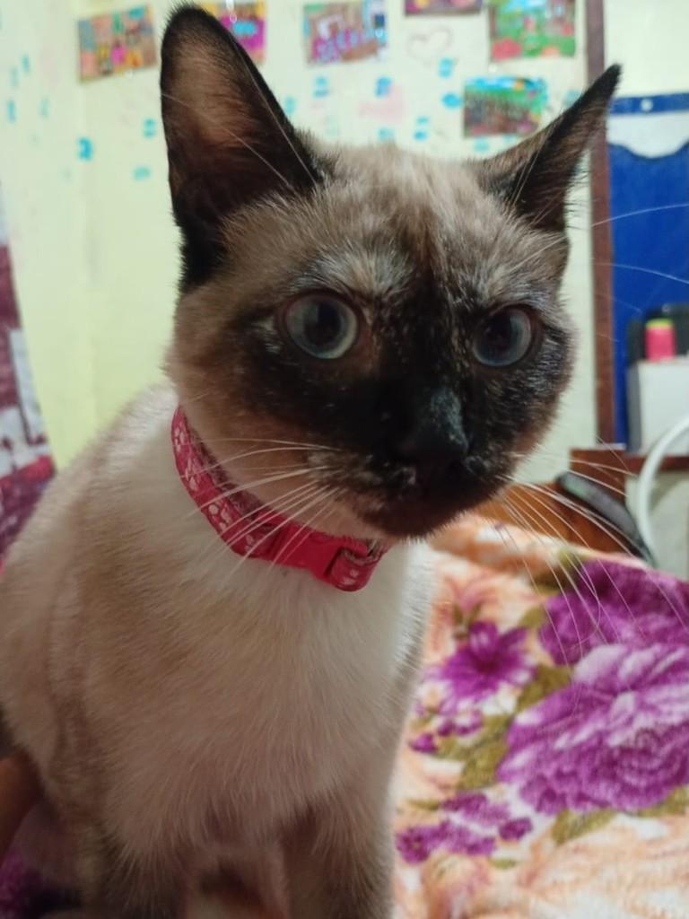 Mavi, gata de porte pequeno para adoção em Juiz de Fora - MG — foto 5 de 5
