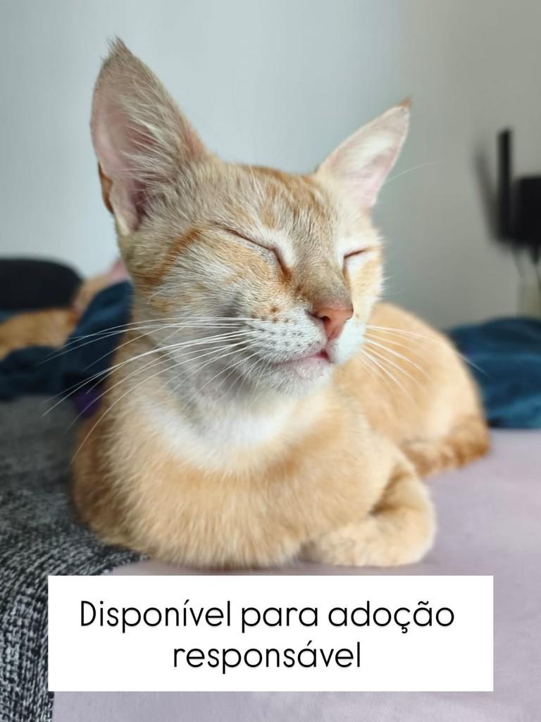 Sol, gata de porte pequeno para adoção em Juiz de Fora - MG