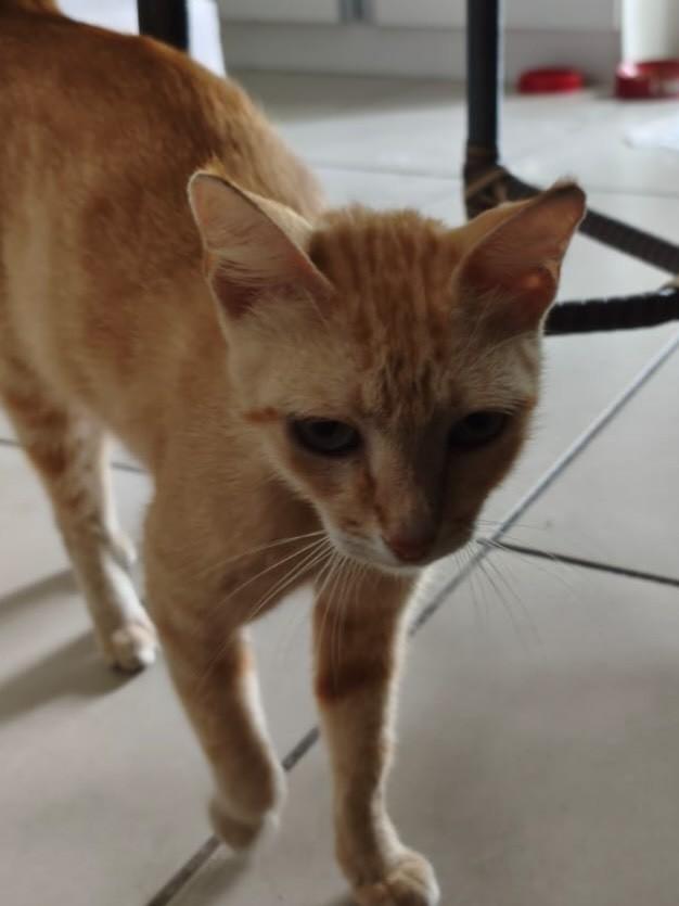 Sol, gata de porte pequeno para adoção em Juiz de Fora - MG — foto 2 de 4