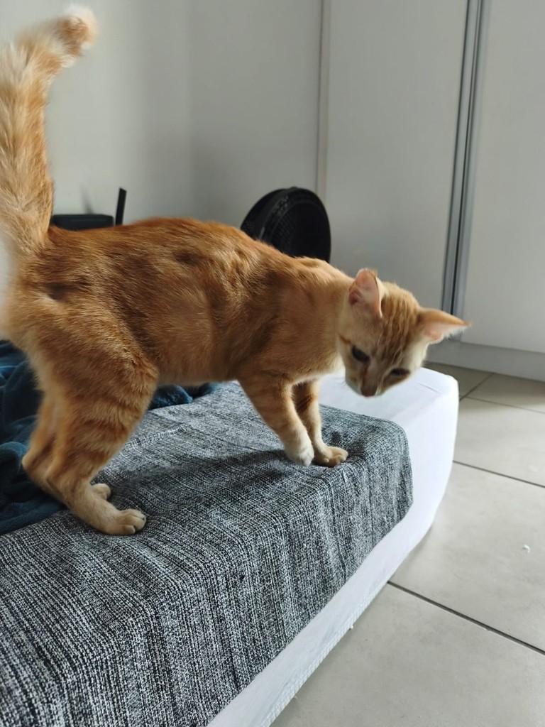 Sol, gata de porte pequeno para adoção em Juiz de Fora - MG — foto 3 de 4