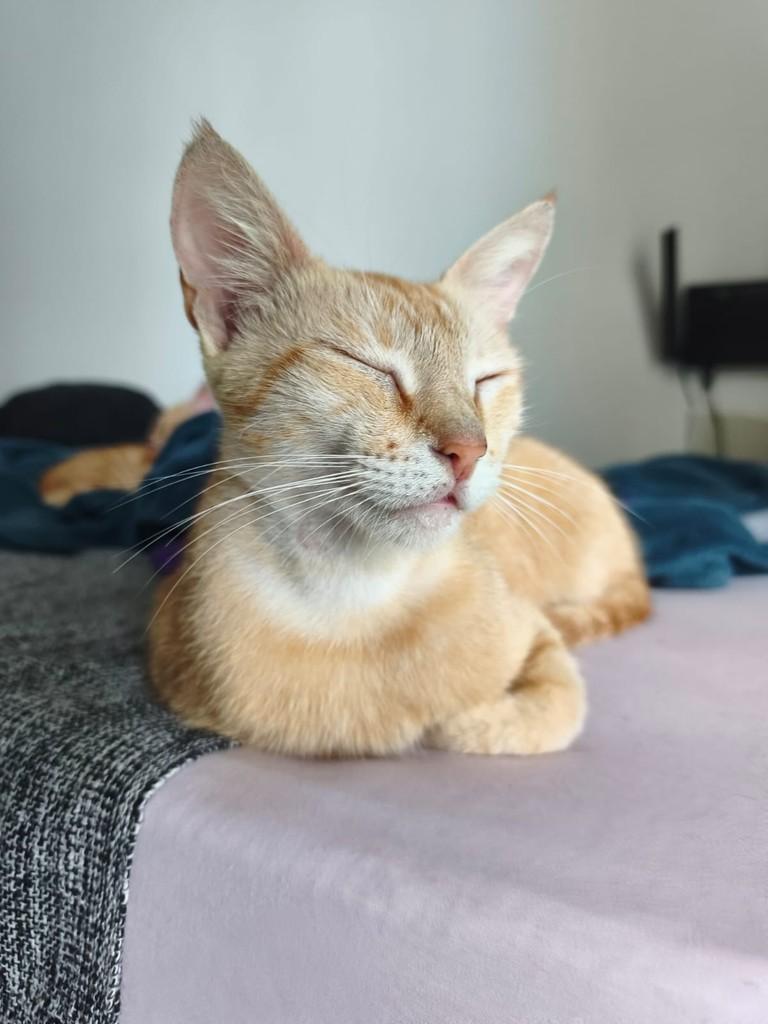 Sol, gata de porte pequeno para adoção em Juiz de Fora - MG — foto 4 de 4