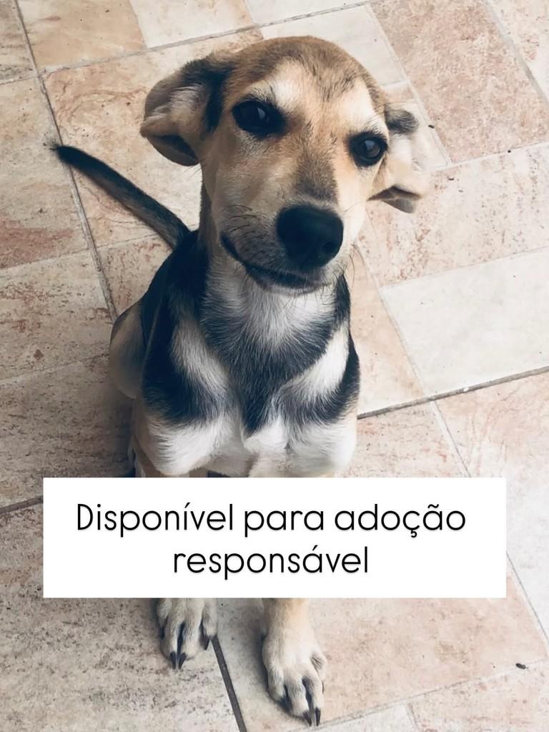 Natan, cachorro de porte pequeno para adoção em Juiz de Fora - MG