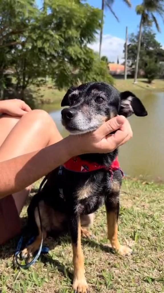 Bartô, cachorro de porte pequeno para adoção em Jundiaí - SP