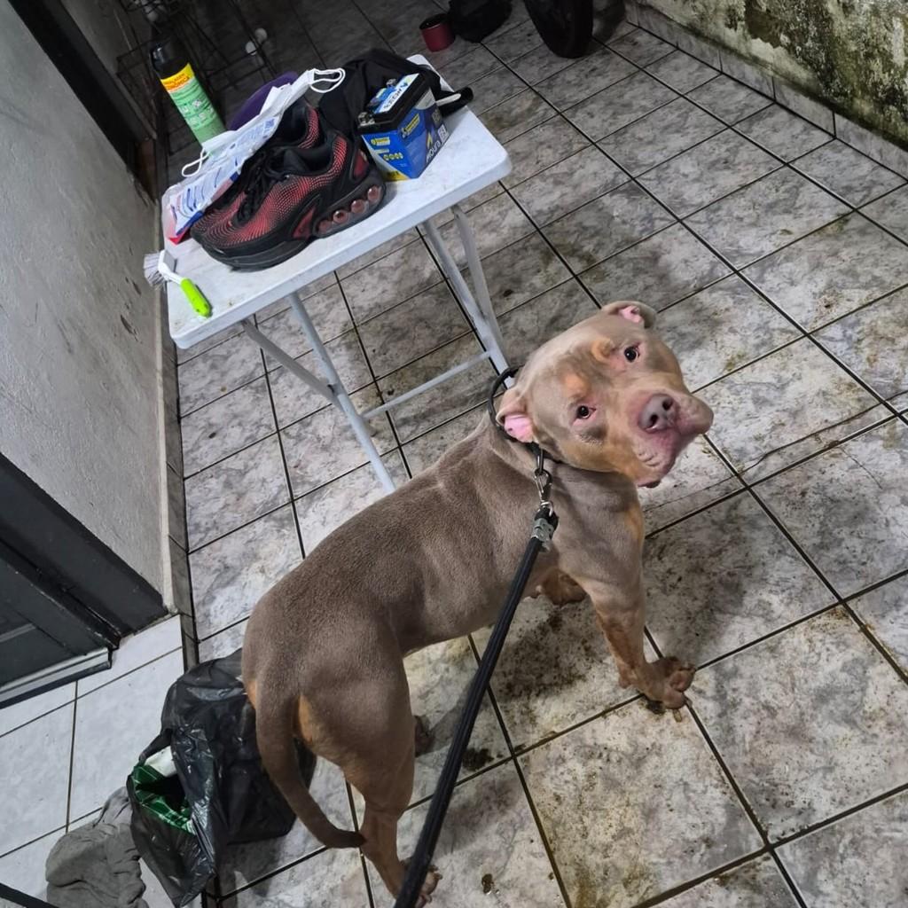 Ragnar, cachorro de porte médio para adoção em Jundiaí - SP