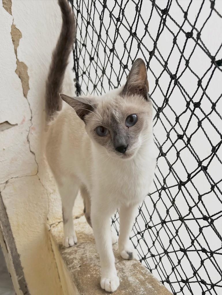 Flora, gata de porte médio para adoção em Aracaju - SE