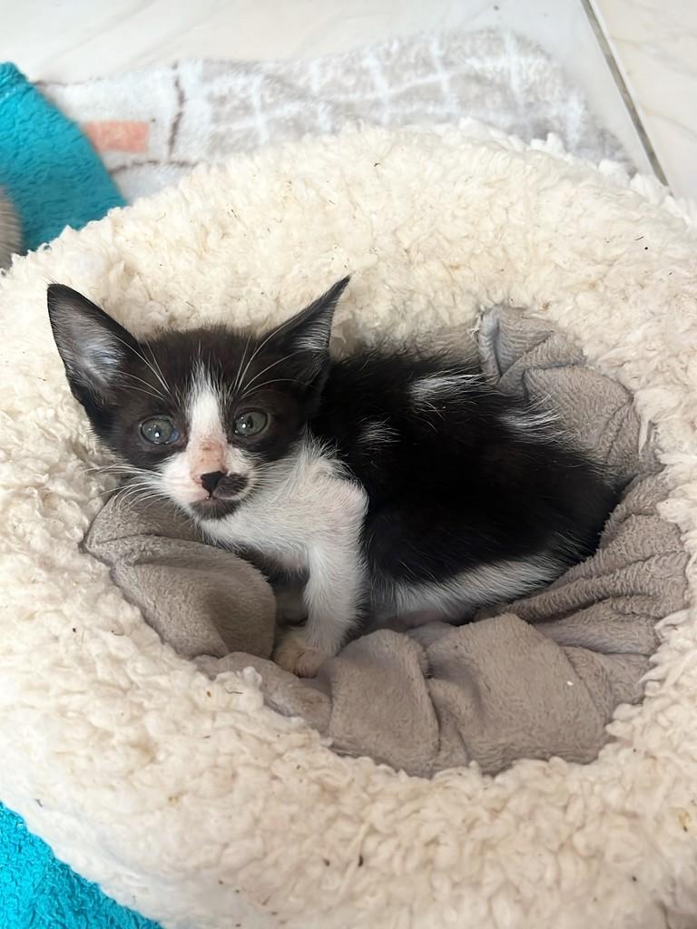 Frajola, gato de porte pequeno para adoção em Aracaju - SE