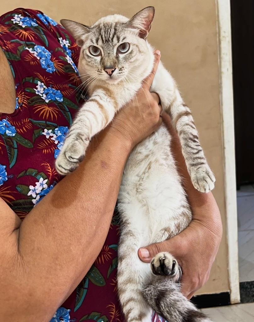 Bento, gato de porte médio para adoção em Aracaju - SE