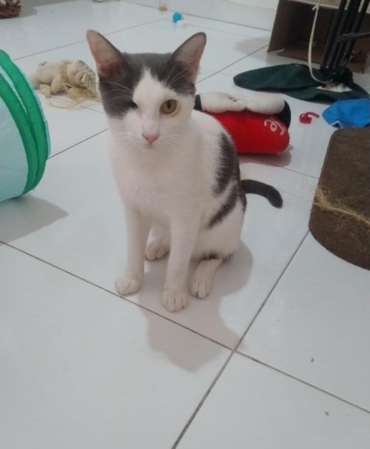 Dudu, gato de porte pequeno para adoção em Aracaju - SE