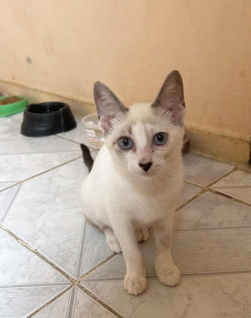 Jasmin, gata de porte pequeno para adoção em Aracaju - SE