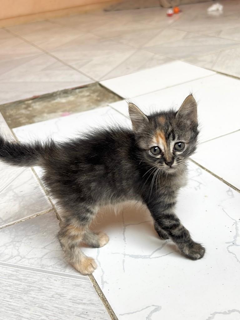 Filhotinha, gata de porte pequeno para adoção em Aracaju - SE
