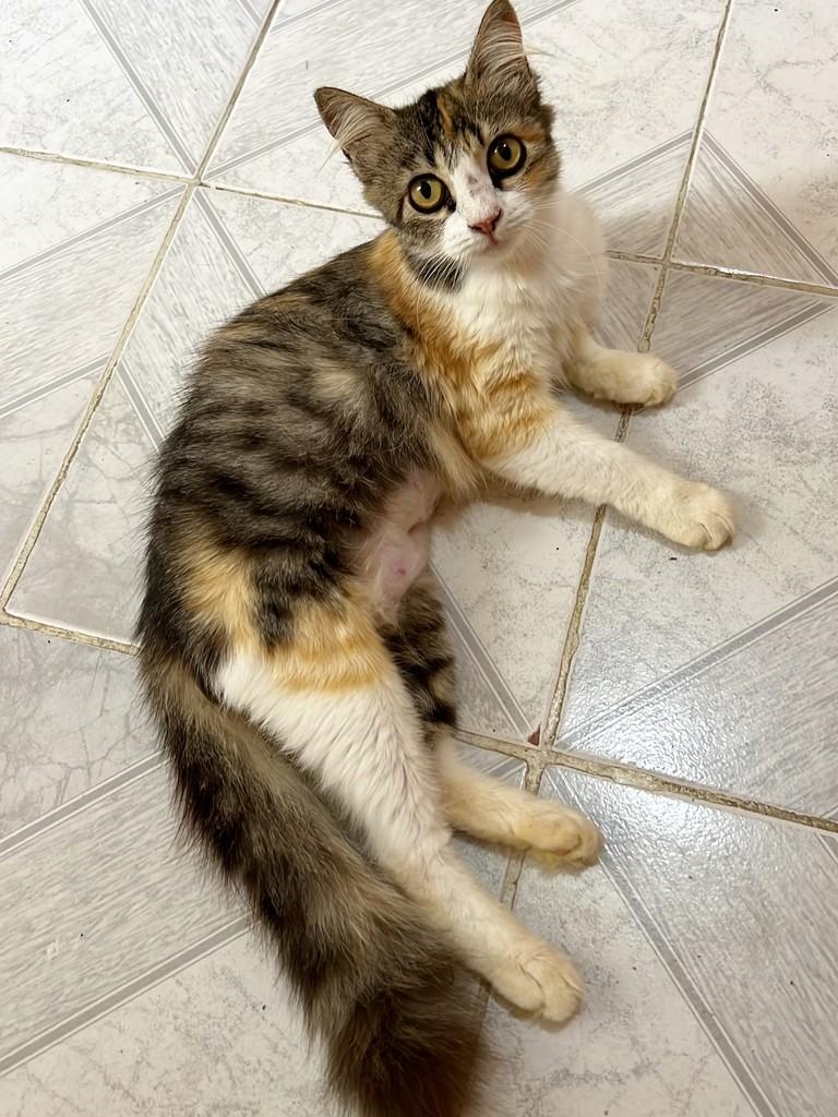 Tricolor, gato de porte pequeno para adoção em Aracaju - SE