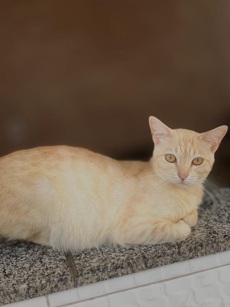 Thomas, gato de porte pequeno para adoção em Aracaju - SE