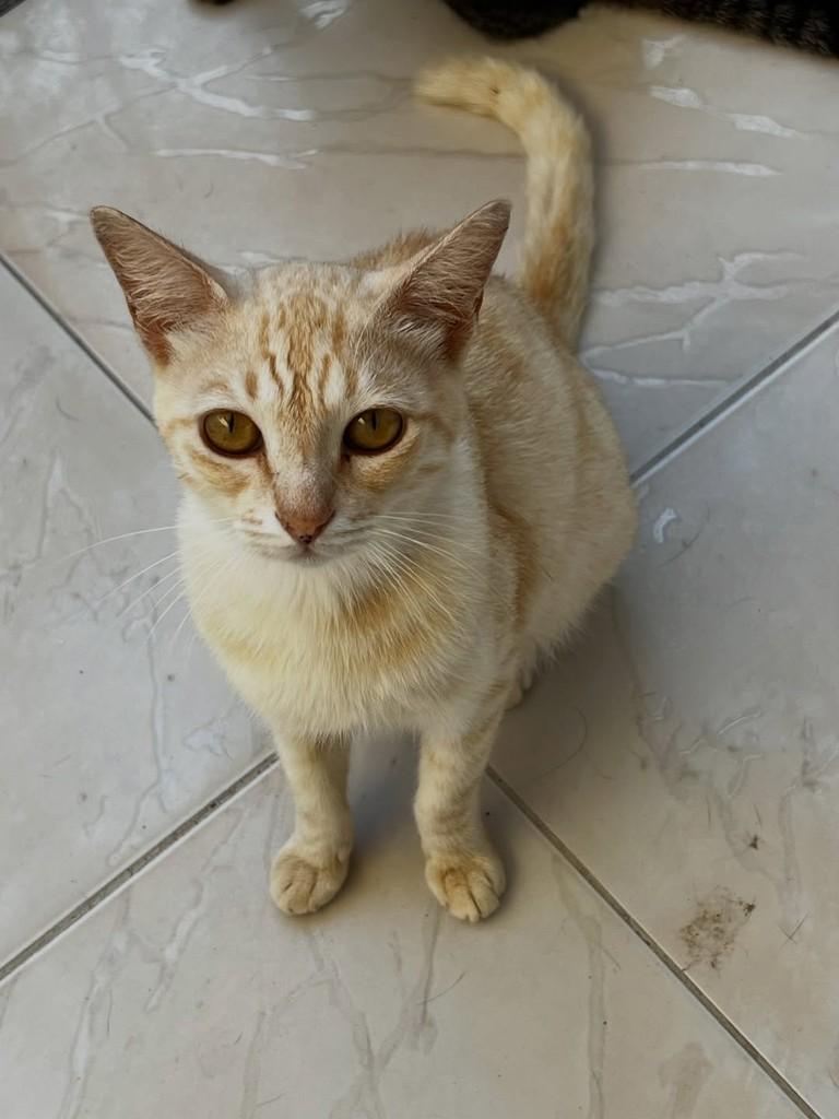 Thomas, gato de porte pequeno para adoção em Aracaju - SE — foto 2 de 2