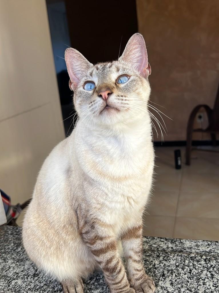 Liz, gata de porte médio para adoção em Aracaju - SE