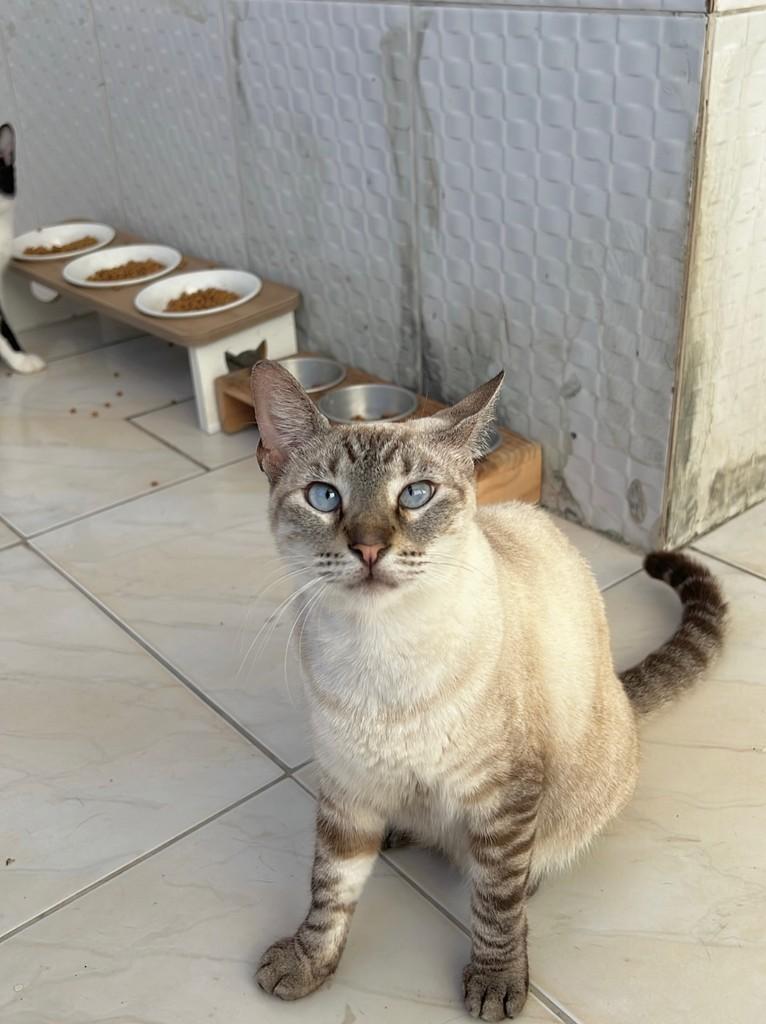 Liz, gata de porte médio para adoção em Aracaju - SE — foto 2 de 2