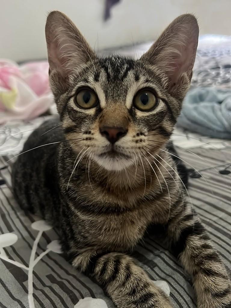 Antoninho, gato de porte pequeno para adoção em Aracaju - SE