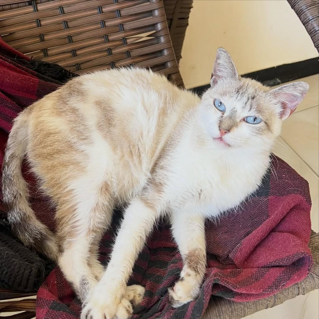 Mabel, gato de porte médio para adoção em Aracaju - SE