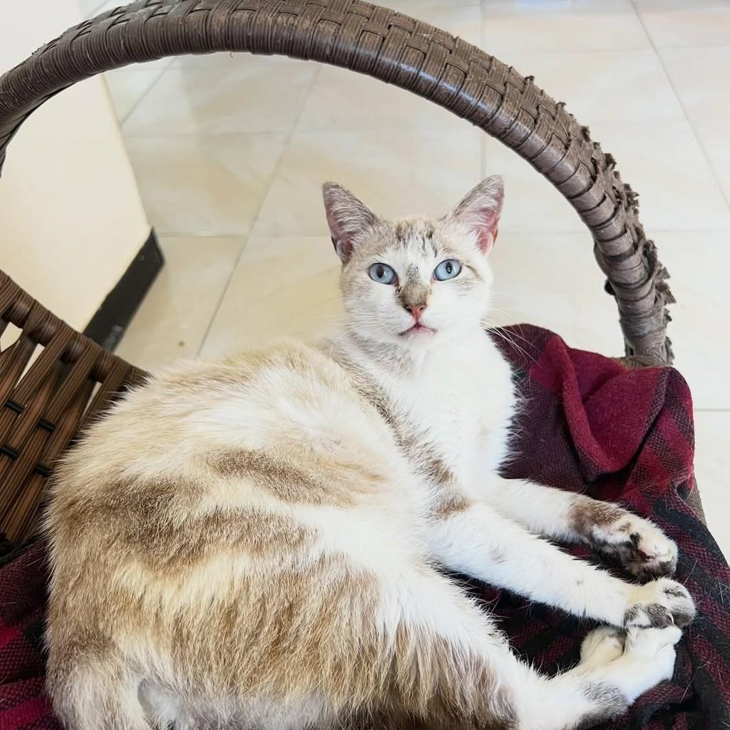 Mabel, gato de porte médio para adoção em Aracaju - SE — foto 2 de 2