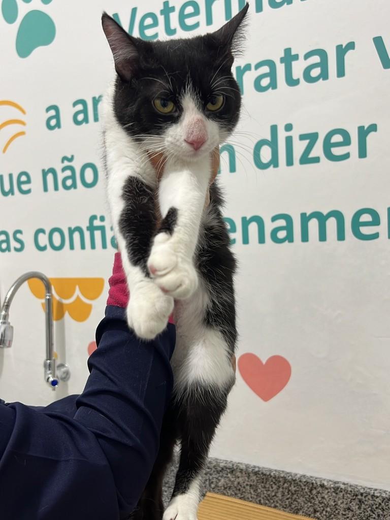 Paulinho, gato de porte pequeno para adoção em Aracaju - SE
