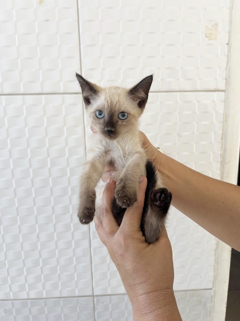 Siamesinha, gata de porte pequeno para adoção em Aracaju - SE