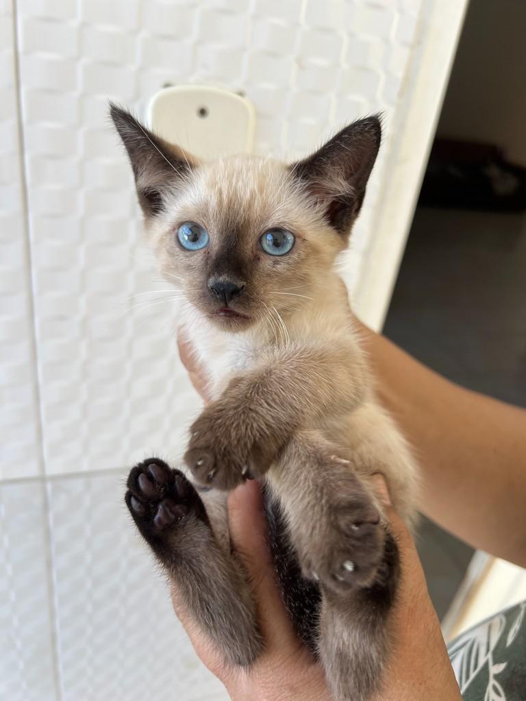 Siamesinha, gata de porte pequeno para adoção em Aracaju - SE — foto 2 de 2