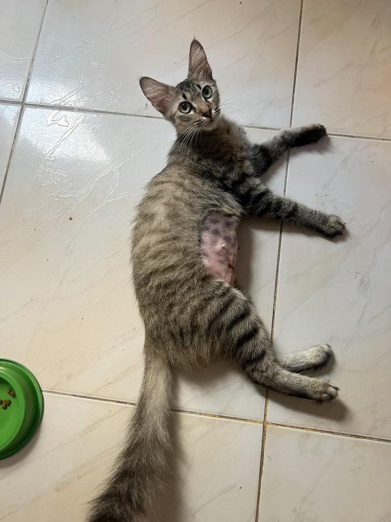 Mel, gata de porte pequeno para adoção em Aracaju - SE