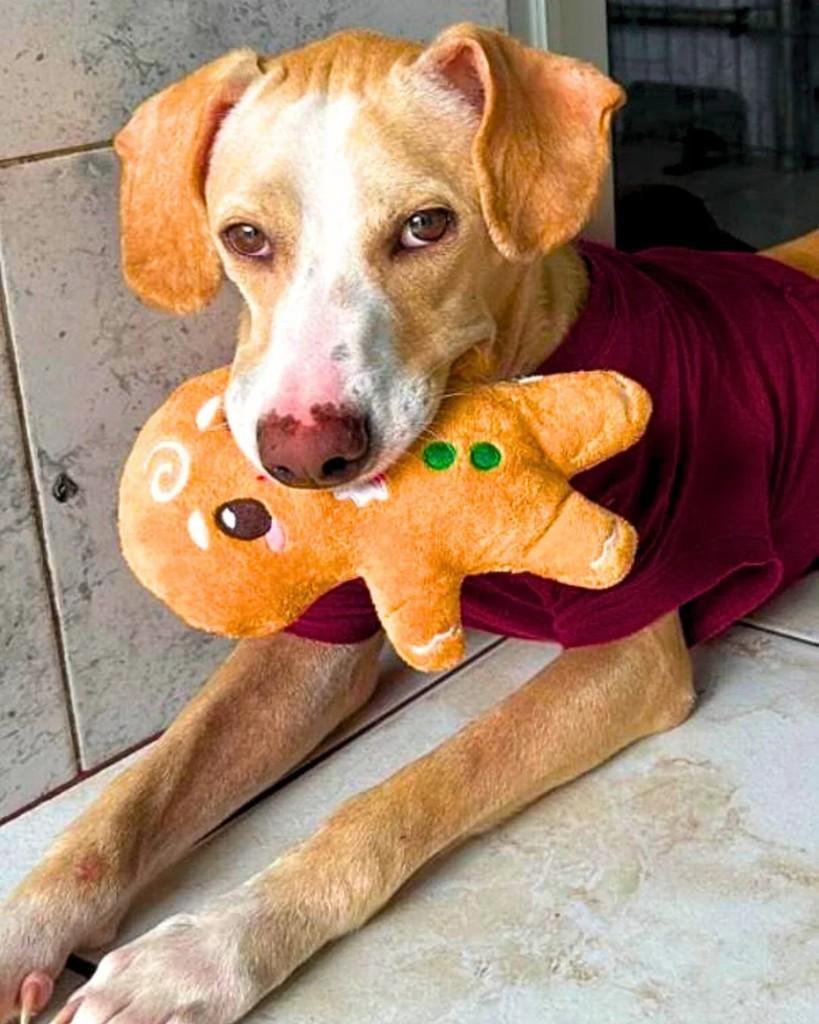 Caramelo, cachorro de porte médio para adoção em Manaus - AM