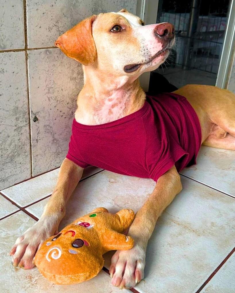 Caramelo, cachorro de porte médio para adoção em Manaus - AM — foto 2 de 5