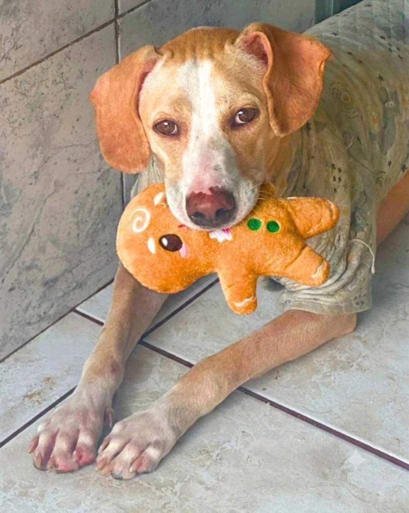 Caramelo, cachorro de porte médio para adoção em Manaus - AM — foto 3 de 5