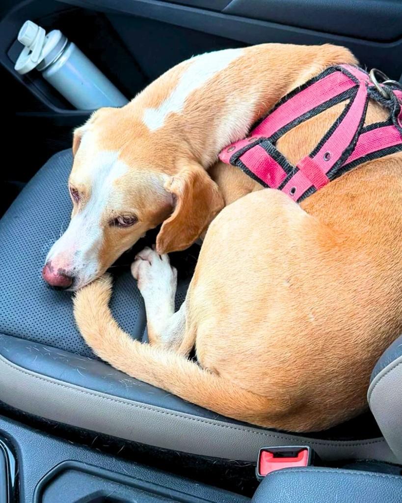 Caramelo, cachorro de porte médio para adoção em Manaus - AM — foto 4 de 5