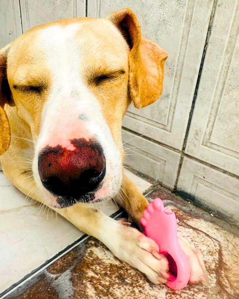 Caramelo, cachorro de porte médio para adoção em Manaus - AM — foto 5 de 5