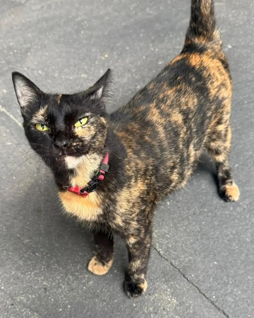 Gatona, gata de porte médio para adoção em Manaus - AM