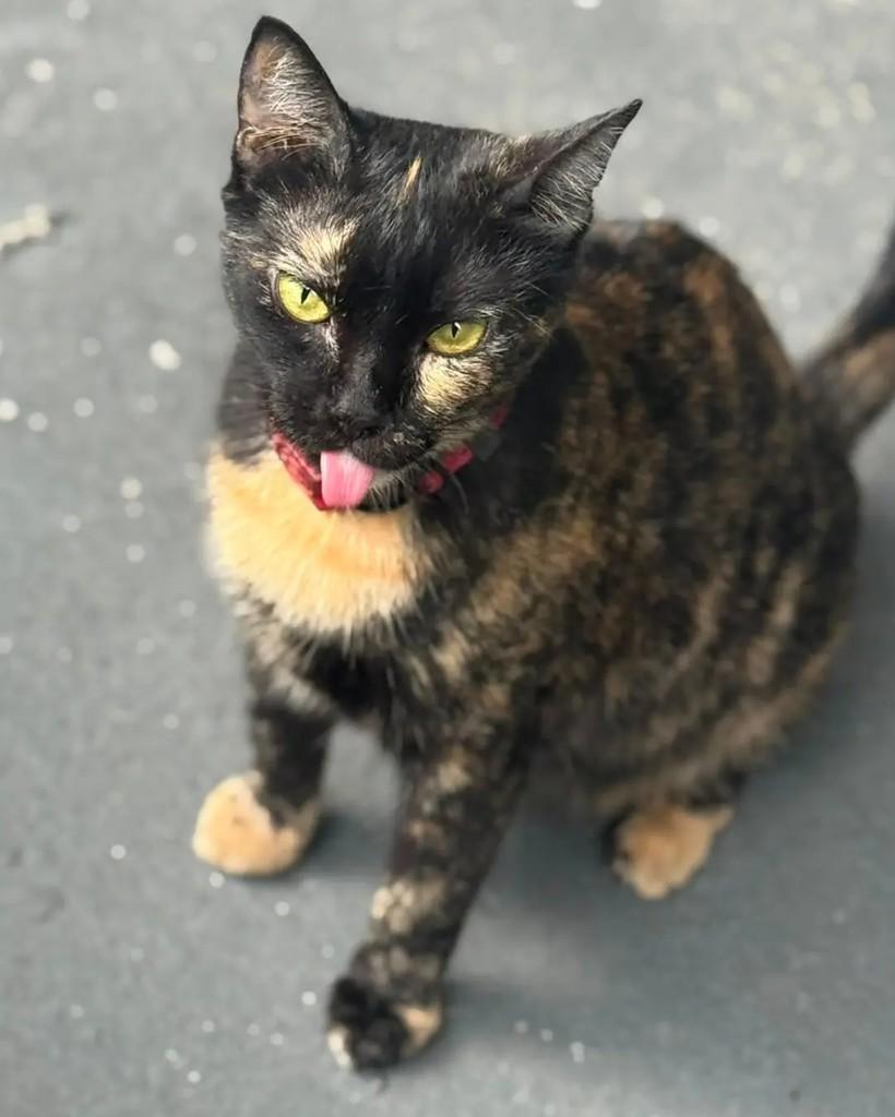 Gatona, gata de porte médio para adoção em Manaus - AM — foto 2 de 7