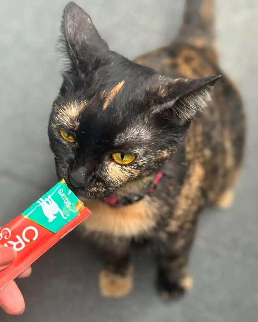Gatona, gata de porte médio para adoção em Manaus - AM — foto 3 de 7