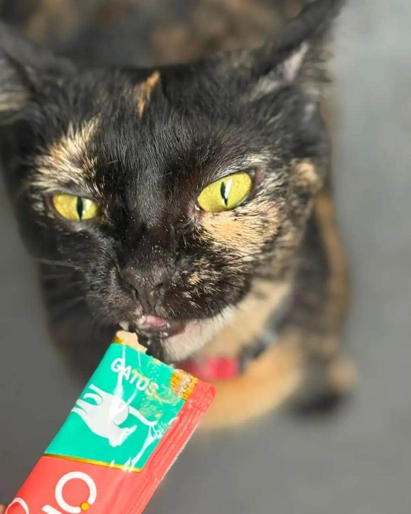 Gatona, gata de porte médio para adoção em Manaus - AM — foto 4 de 7