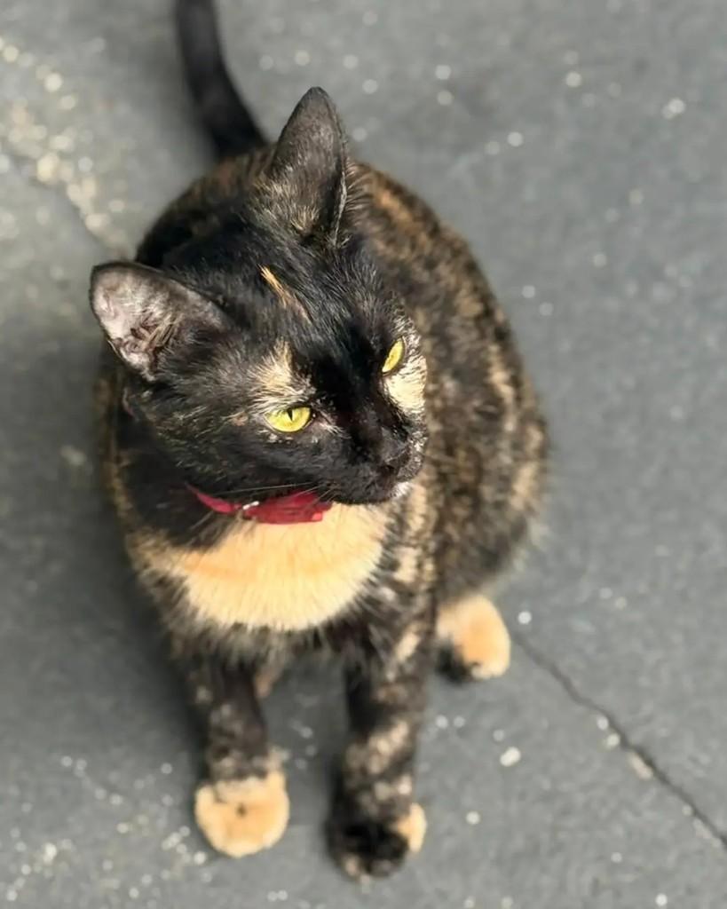 Gatona, gata de porte médio para adoção em Manaus - AM — foto 5 de 7