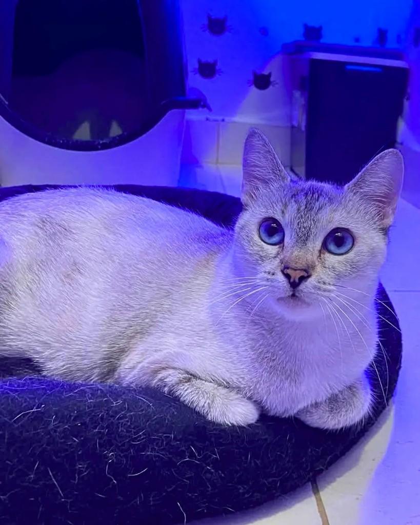 Vitória, gata de porte pequeno para adoção em Manaus - AM