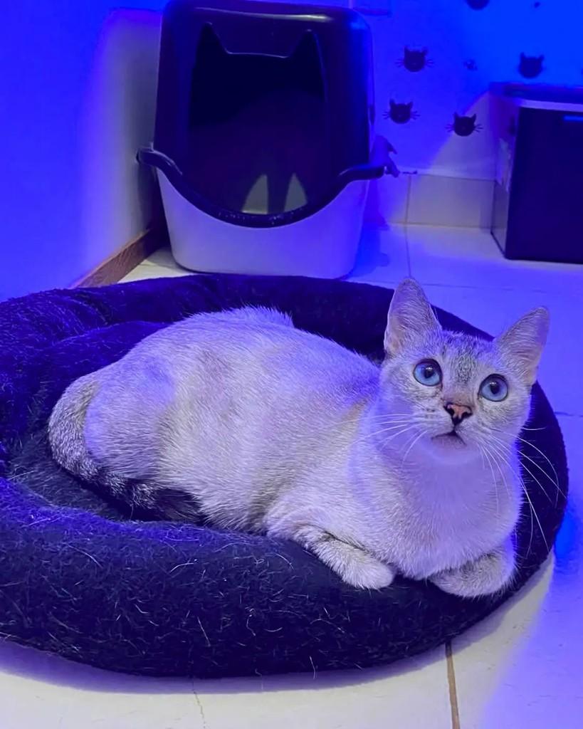 Vitória, gata de porte pequeno para adoção em Manaus - AM — foto 2 de 3