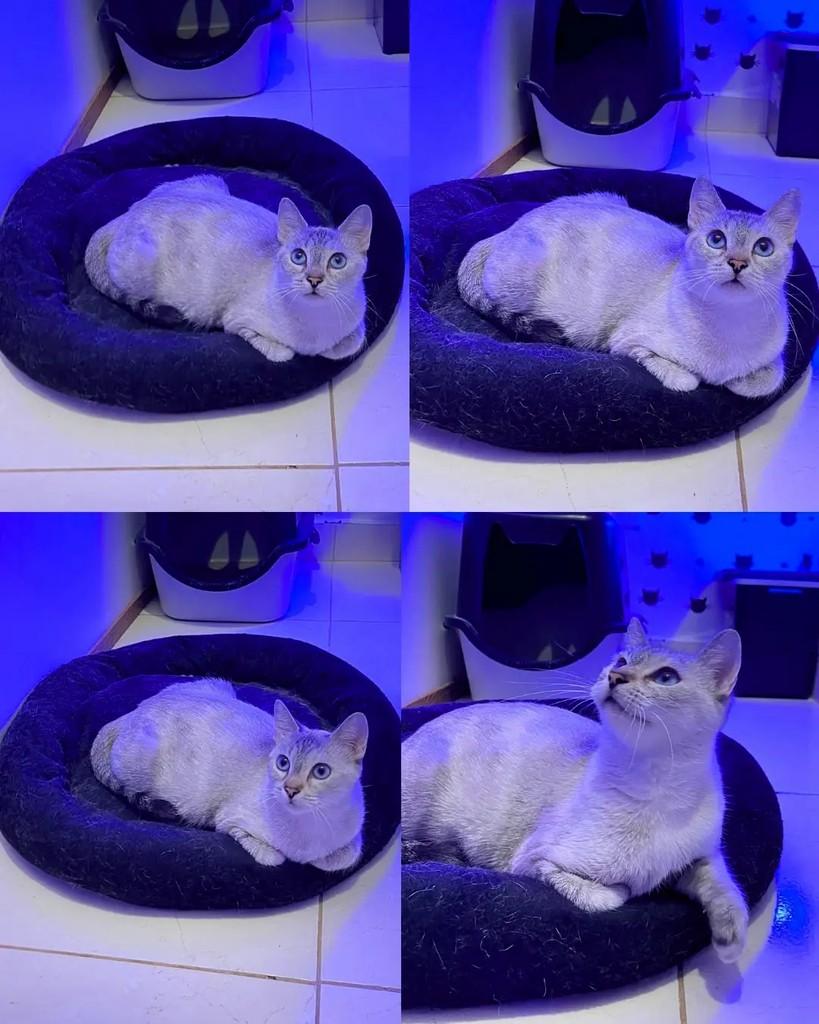 Vitória, gata de porte pequeno para adoção em Manaus - AM — foto 3 de 3