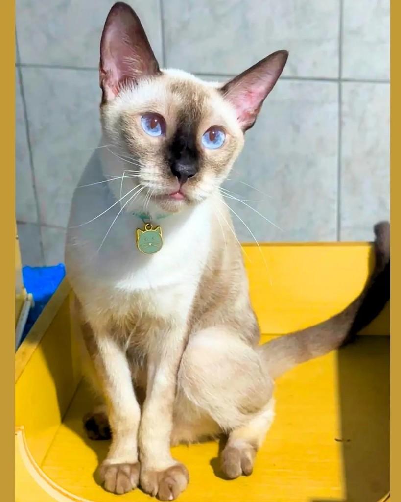 Vini, gato de porte pequeno para adoção em Manaus - AM