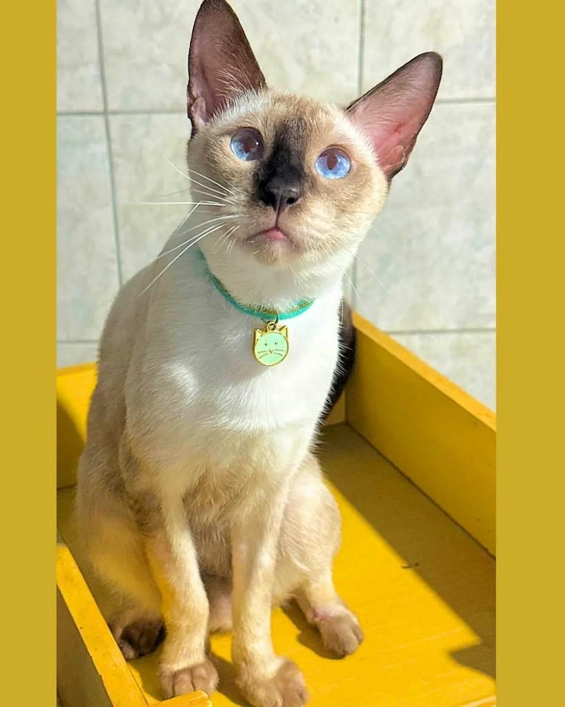 Vini, gato de porte pequeno para adoção em Manaus - AM — foto 2 de 3