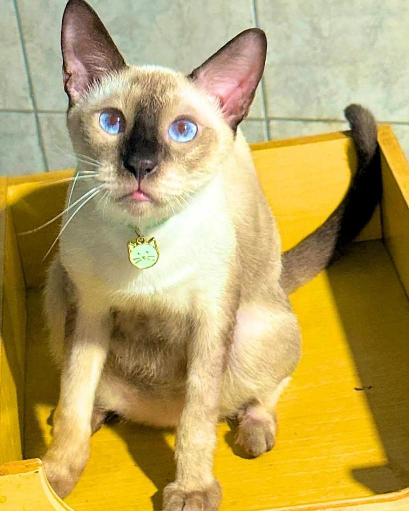 Vini, gato de porte pequeno para adoção em Manaus - AM — foto 3 de 3