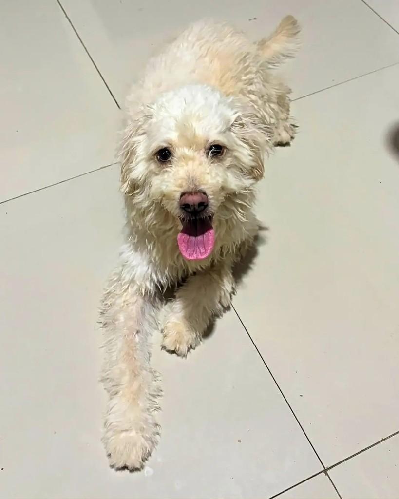 Doguinho, cachorro de porte médio para adoção em Manaus - AM