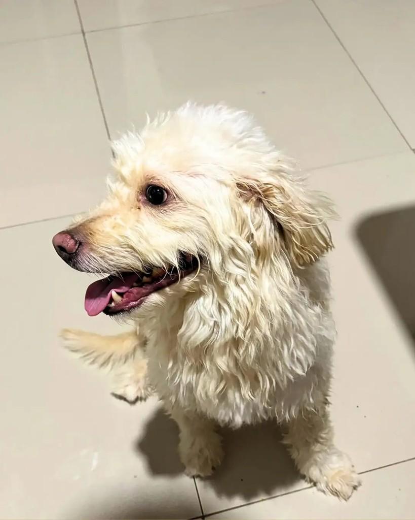 Doguinho, cachorro de porte médio para adoção em Manaus - AM — foto 2 de 3