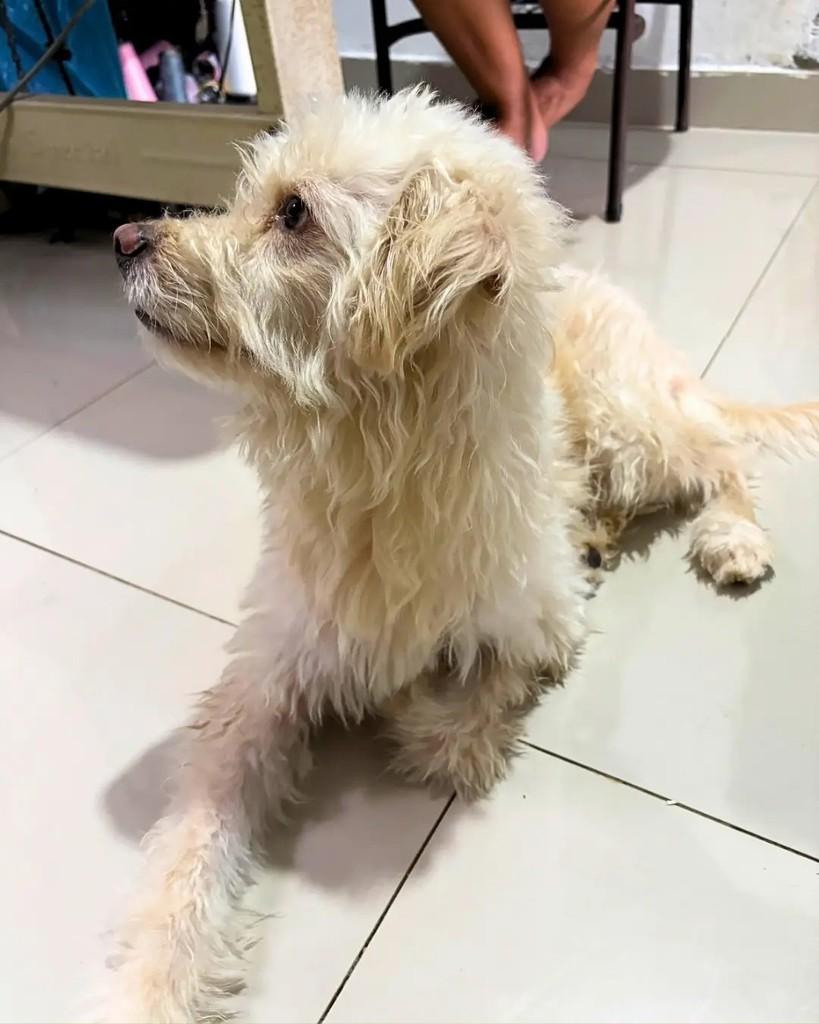 Doguinho, cachorro de porte médio para adoção em Manaus - AM — foto 3 de 3
