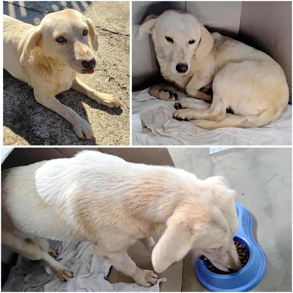 Cachorrinha, cadela de porte médio para adoção em Castro - PR
