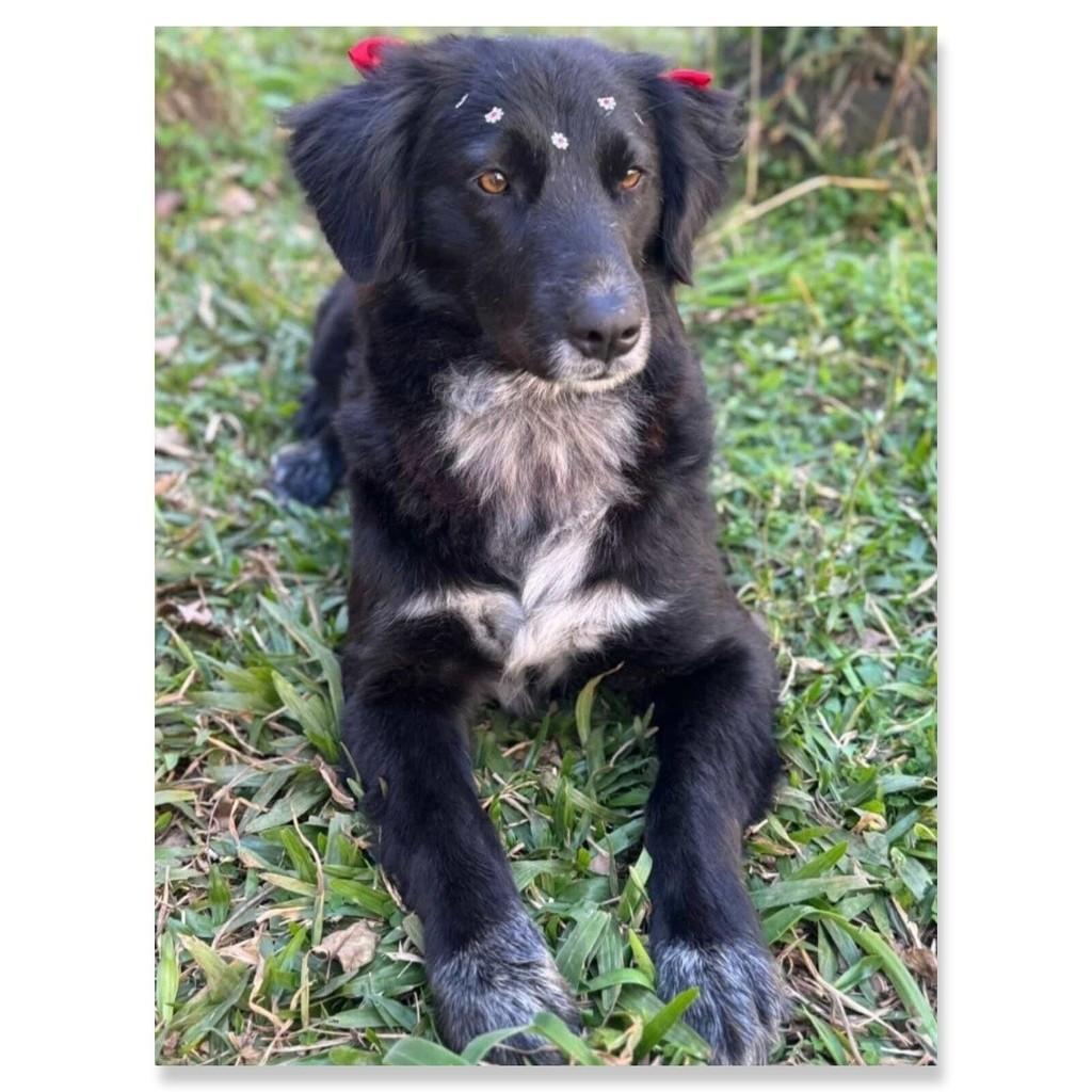 Linda, cadela de porte médio para adoção em Castro - PR