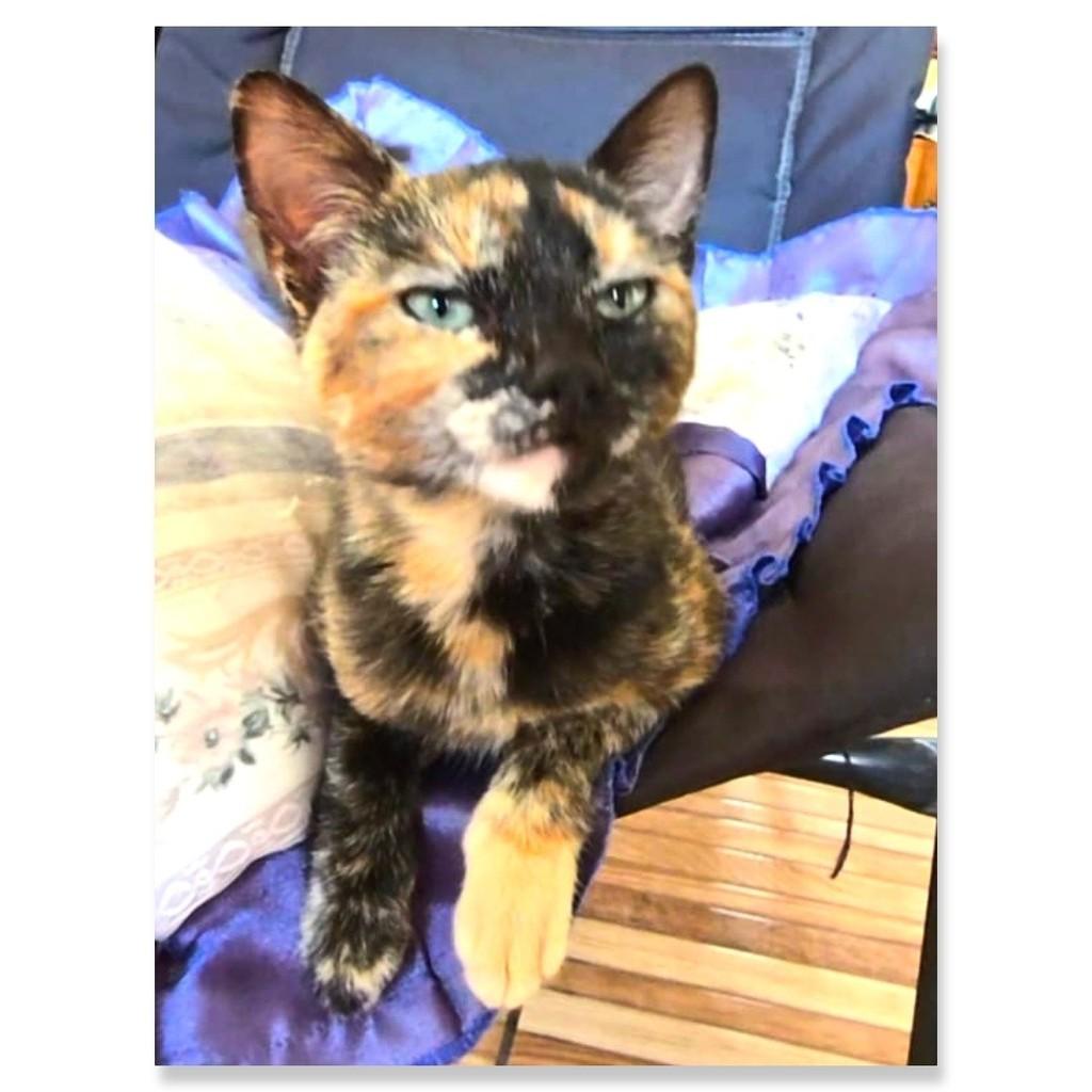 Chiquinha, gata de porte pequeno para adoção em Castro - PR